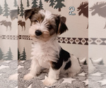 3 Parti Biewer - Female Biewer Yorkie Puppy for Sale - Photo #4