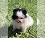 Small #7 Pomeranian