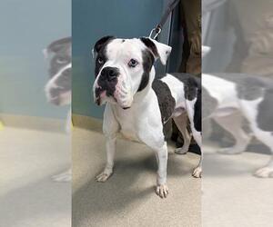 Boxer-Unknown Mix Dogs for adoption in Newton, NC, USA