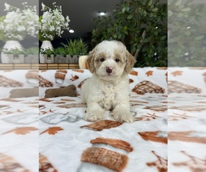 Bernedoodle (Miniature) Puppy for sale in GREENFIELD, IN, USA