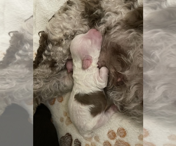 Medium Photo #32 Poodle (Toy) Puppy For Sale in MURRIETA, CA, USA