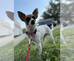 Rat-Cha Dog for Adoption in Sanford, Florida USA