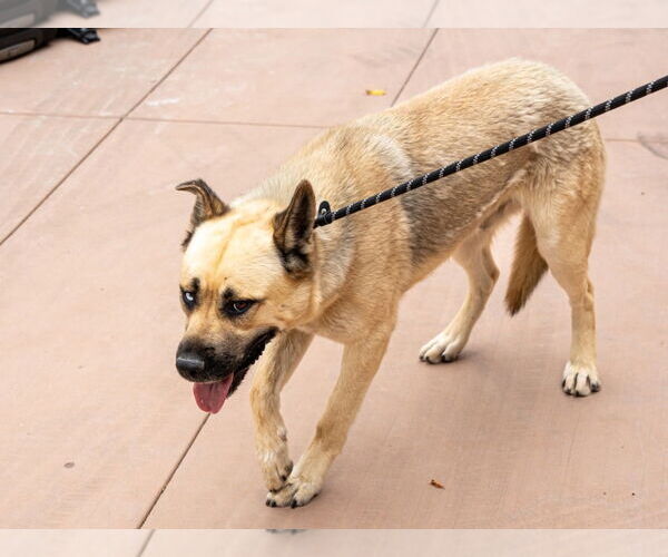 Medium Photo #13 Huskies -Unknown Mix Puppy For Sale in Lake Forest, CA, USA