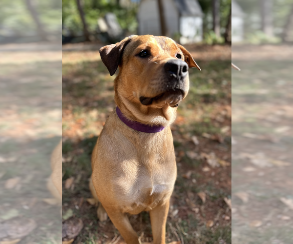 Medium Photo #2 Mutt Puppy For Sale in Decatur, GA, USA