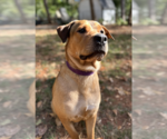 Small #1 Mutt