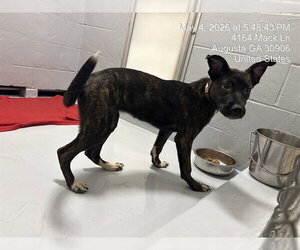 Mutt Dogs for adoption in Augusta, GA, USA