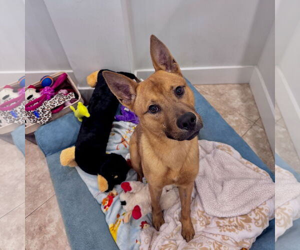 Medium Photo #3 Mutt Puppy For Sale in Hilton Head, SC, USA