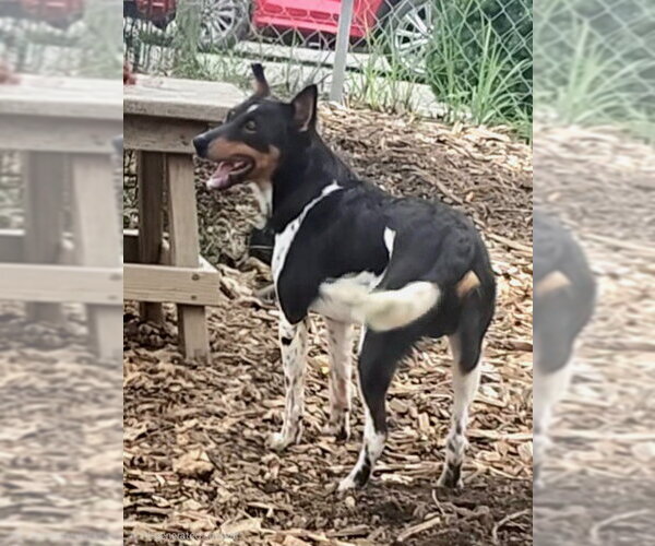 Medium Photo #6 Miniature Pinscher Puppy For Sale in Bloomingdale, NJ, USA