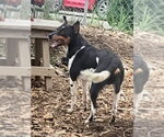 Small #5 Miniature Pinscher