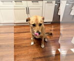 Small #1 German Shepherd Dog Mix