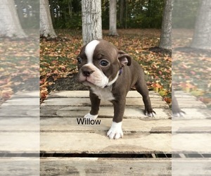 Boston Terrier Puppy for sale in GOSHEN, IN, USA