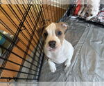 Small #10 Mutt