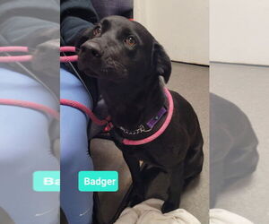 Labrador Retriever Dogs for adoption in Richmond, IN, USA