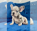 Small Photo #4 French Bulldog Puppy For Sale in SCREVEN, GA, USA