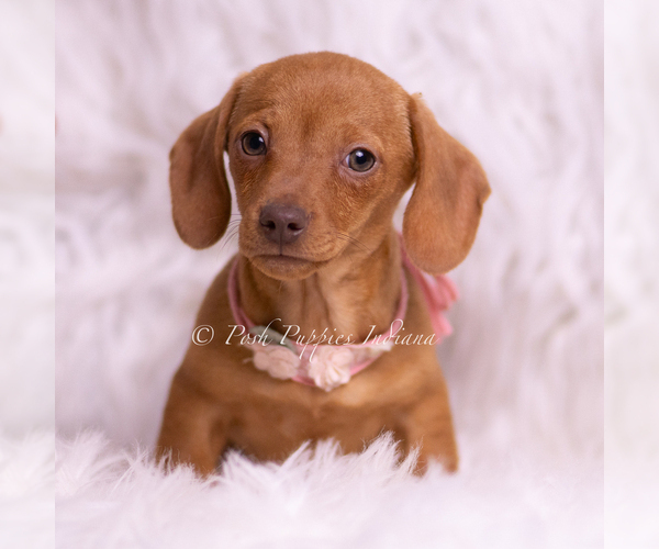 Medium Photo #49 Dachshund Puppy For Sale in WARSAW, IN, USA