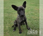 Small Holland Shepherd Mix