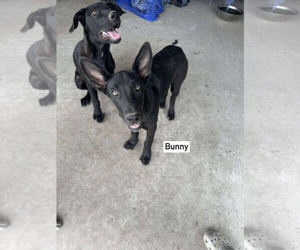 Medium Photo #3 Great Dane-Unknown Mix Puppy For Sale in Bullard, TX, USA