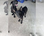 Small #2 Great Dane Mix