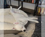 Small Photo #9 Great Pyrenees-Unknown Mix Puppy For Sale in Fargo, ND, USA