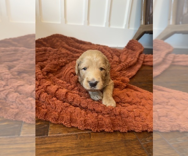Medium Photo #9 Goldendoodle Puppy For Sale in DELAND, FL, USA