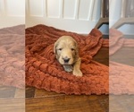 Small #8 Goldendoodle