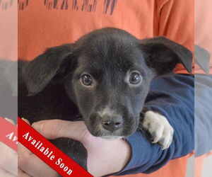 Border Collie-Unknown Mix Dogs for adoption in Huntley, IL, USA