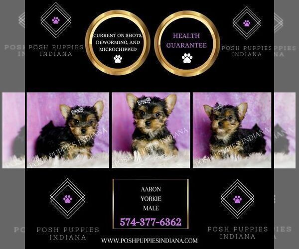 Medium Photo #6 Yorkshire Terrier Puppy For Sale in WARSAW, IN, USA