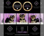 Small #5 Yorkshire Terrier