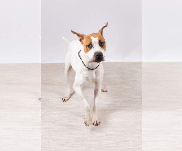 Medium Photo #5 Mutt Puppy For Sale in Rowlett, TX, USA