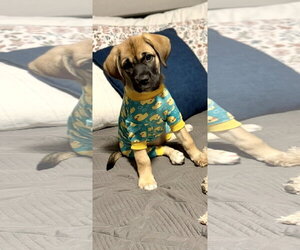 Anatolian Shepherd-Unknown Mix Dogs for adoption in Orlando, FL, USA