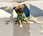 Small Anatolian Shepherd Mix