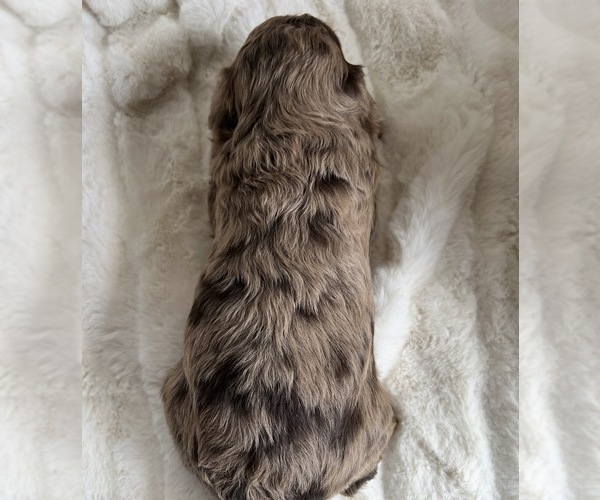 Medium Photo #5 Goldendoodle mix (+ Poodle Miniature) Puppy For Sale in NILES, MI, USA