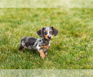 Dachshund Puppy for sale in MILFORD, IN, USA