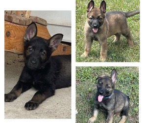 German Shepherd Dog Puppy for sale in SIOUX CENTER, IA, USA