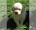 Small Photo #12 English Cream Golden Retriever Puppy For Sale in PARTRIDGE, KS, USA