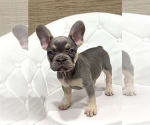 Medium French Bulldog