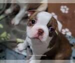 Small #7 Boston Terrier