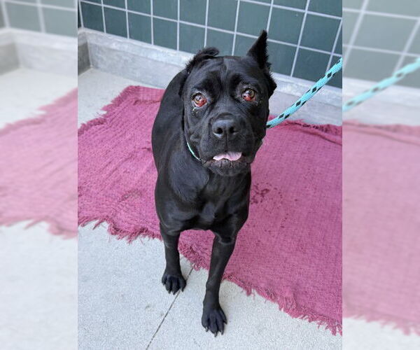 Medium Photo #2 Mutt Puppy For Sale in Rancho Cucamonga, CA, USA