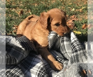 Goldendoodle Puppy for sale in HARRISONBURG, VA, USA