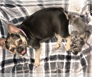 Mother of the French Bulldog puppies born on 12/29/2020