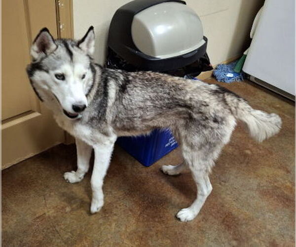 Medium Photo #4 Siberian Husky Puppy For Sale in Mountain View, AR, USA