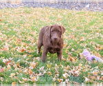 Small #3 Labrador Retriever