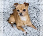 Small #3 Chihuahua