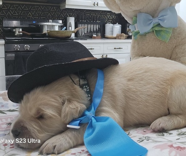 Medium Photo #14 Golden Retriever Puppy For Sale in ORLANDO, FL, USA