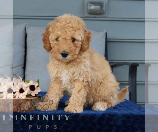 Medium Photo #4 Goldendoodle (Miniature) Puppy For Sale in NARVON, PA, USA