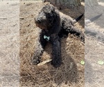 Small Photo #4 Labradoodle-Poodle (Standard) Mix Puppy For Sale in MIDDLESEX, NC, USA