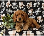 Small Photo #5 Cocker Spaniel Puppy For Sale in NEW HOLLAND, PA, USA