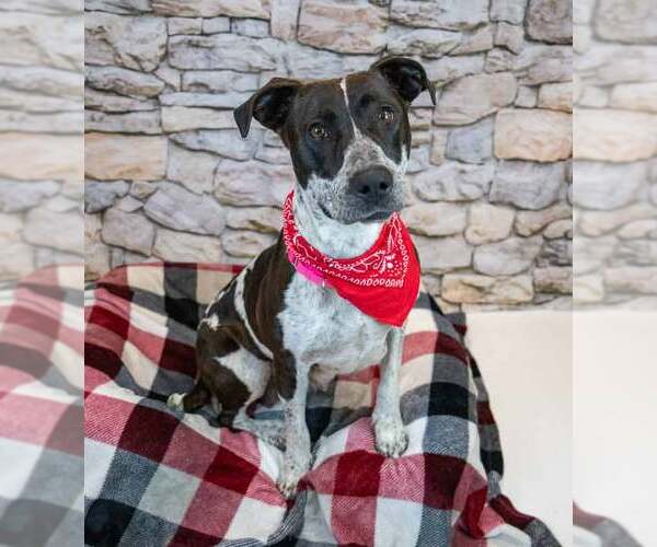 Medium Photo #4 Lab-Pointer Puppy For Sale in Kennesaw, GA, USA