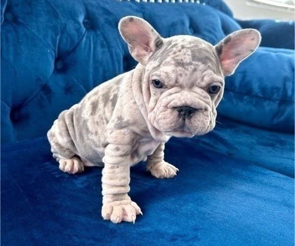 Medium Photo #1 French Bulldog Puppy For Sale in WEST HOLLYWOOD, CA, USA