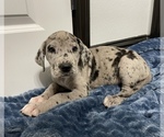 Small Photo #6 Great Dane Puppy For Sale in SHREVEPORT, LA, USA